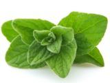 Amazing Benefits Of Oregano Essential Oil Organic Facts