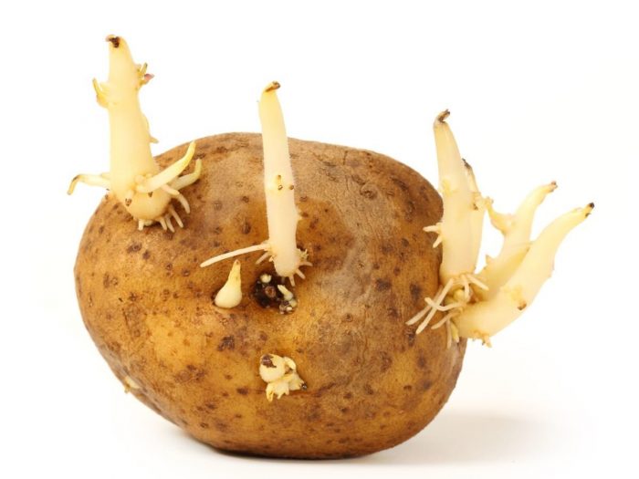 Potato Sprouts: Are They Good? | Organic Facts