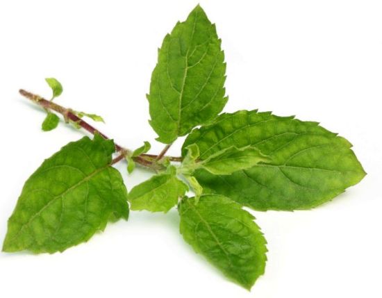 dhoya tulsi pata