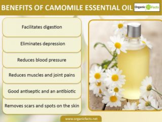 chamomile camomile health organicfacts relieve manzanilla sorprendentes aceite esencial