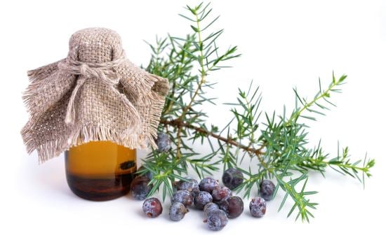 13-incredible-benefits-of-juniper-essential-oil-organic-facts