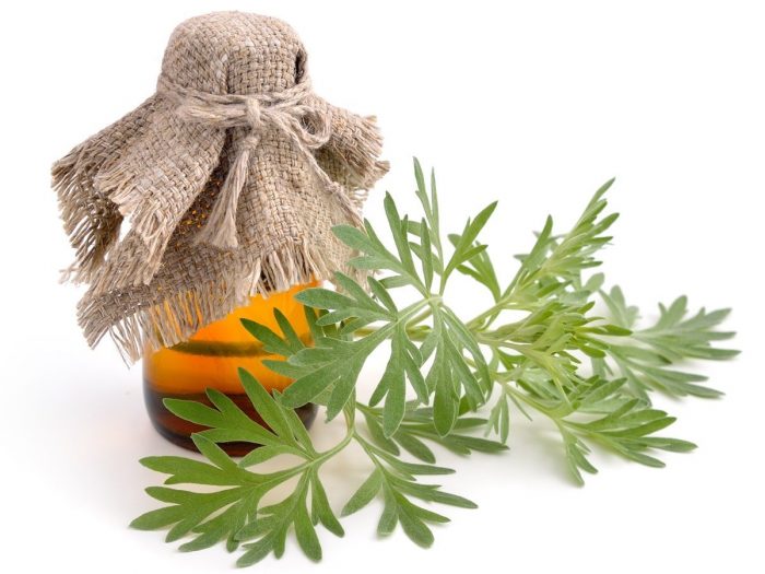 10 Incredible Benefits of Wormwood Essential Oil | Organic Facts