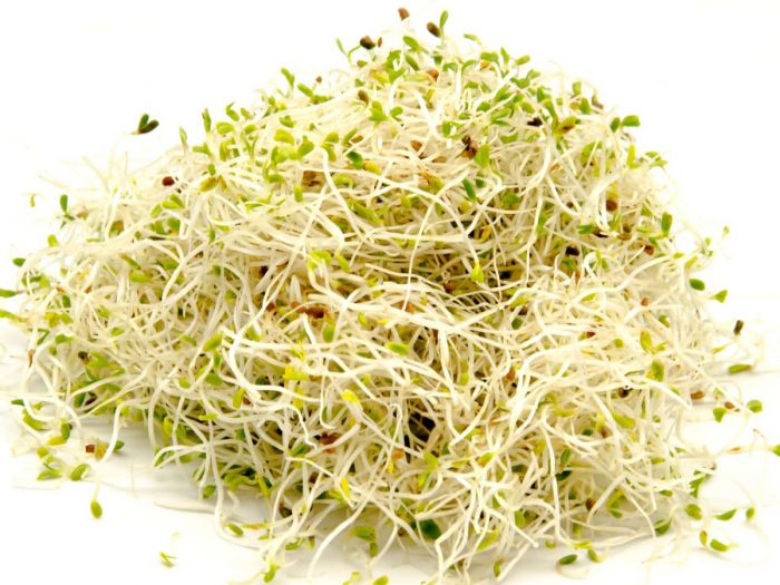 alfalfa-sprouts-nutrition-how-to-grow-your-own-high-quality-sprouts