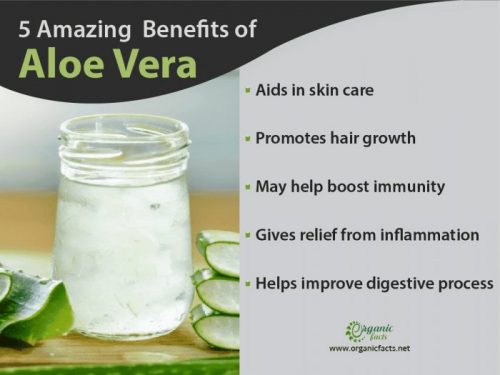 9 Proven Benefits And Uses Of Aloe Vera Organic Facts 7628