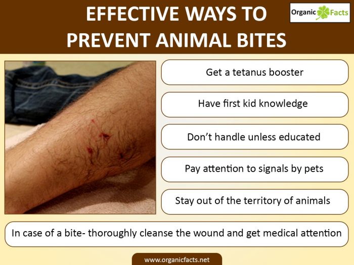 10 Surprising Ways to Prevent Animal Bites and Infections | Organic Facts