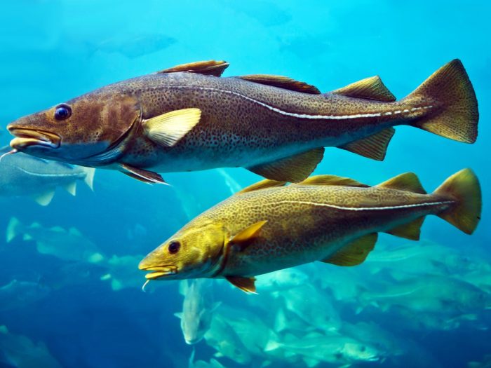 15 Incredible Benefits Of Cod Fish Organic Facts