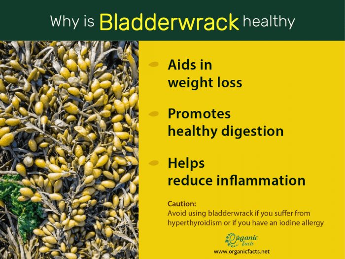 Benefici per la salute di bladderwrack infografica