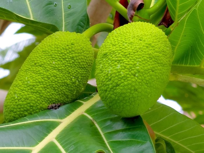 what-is-a-breadfruit-how-to-cook-it-organic-facts