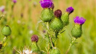 Burdock flowers against a blurred background