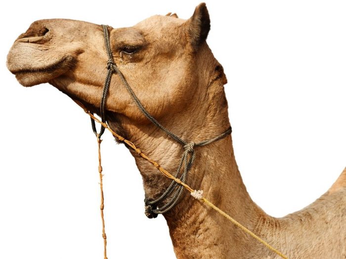 7 Amazing Benefits of Camel Milk | Organic Facts