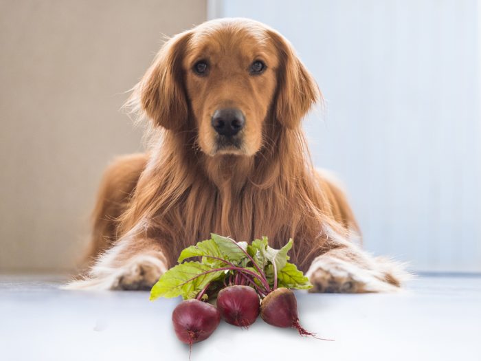are beets ok for dogs