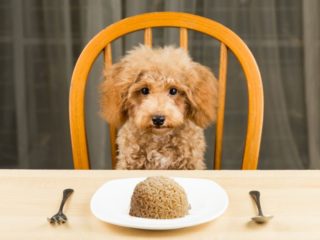 Dogs eat rice best sale