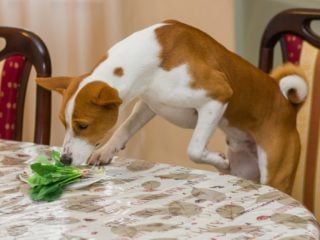 are eggplant leaves poisonous to dogs