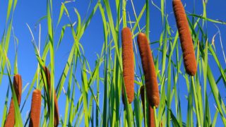 Close up of cattails in the outdoors