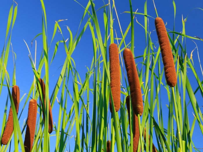 Cat Tail Plant