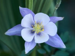 7 Amazing Benefits of Columbine | Organic Facts