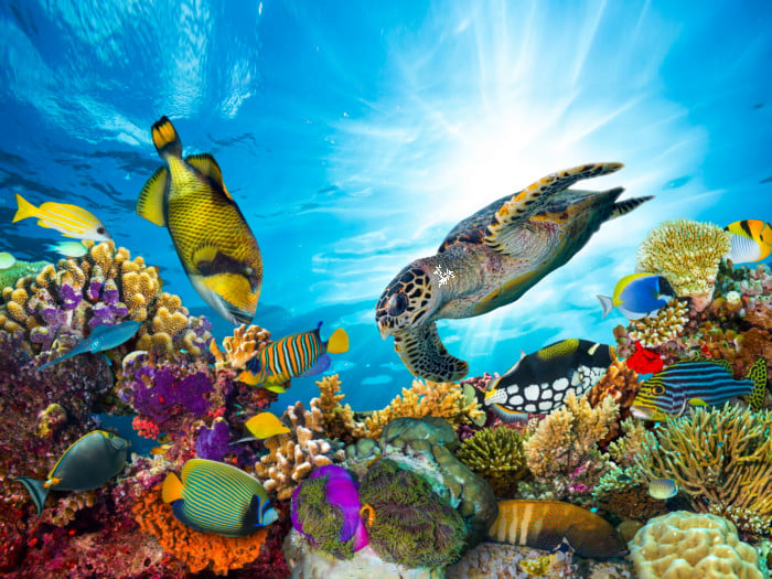 Coral Reef Loss Linked To Fish Biomass Increase | Organic Facts