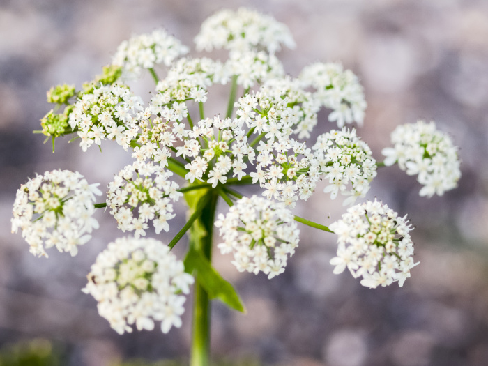 Is Cow Parsley Safe To Eat Laptrinhx News