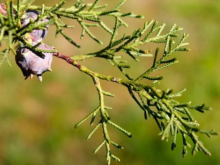 Top 5 Benefits of Cypress Organic Facts