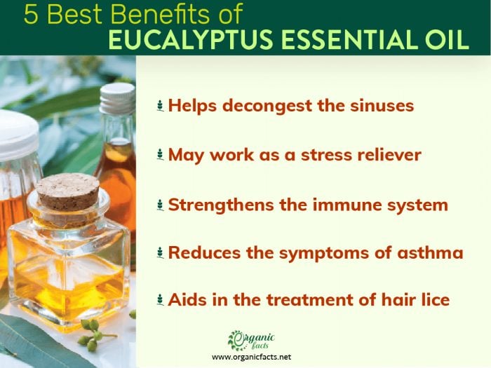 Eucalyptus Oil Body Wash Benefits at Jackie Gibbons blog