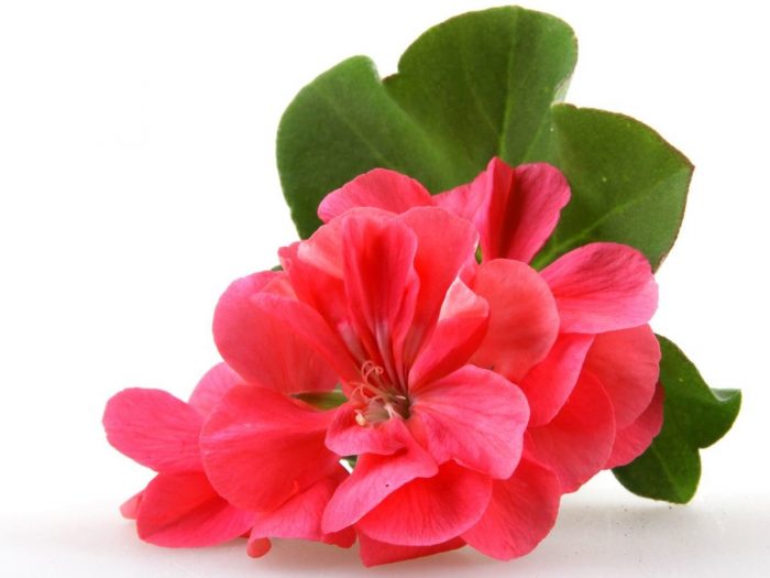 12 Amazing Benefits of Geranium Organic Facts