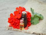 13 Incredible Benefits Of Geranium Essential Oil Organic Facts