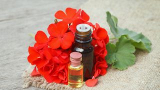 Geranium essential oil bottles with geranium flowers and leaves on burlap