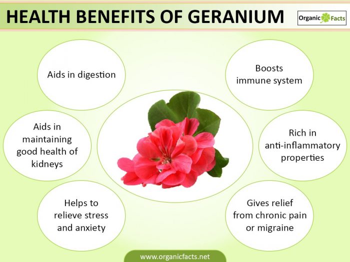 9 Amazing Benefits of Geranium | Organic Facts