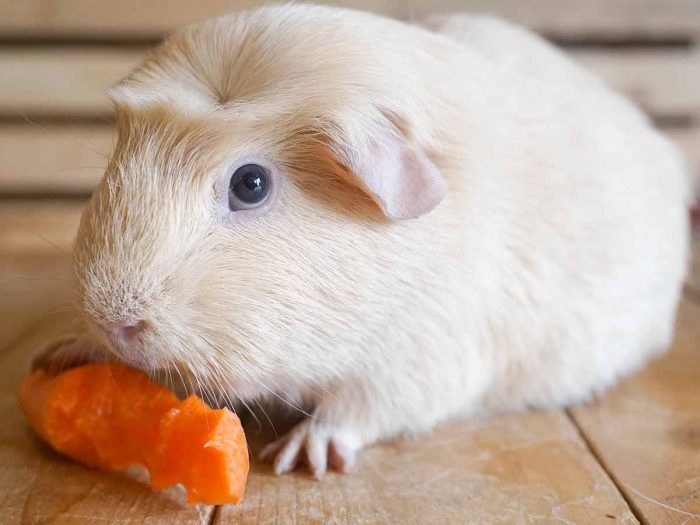 Can Guinea Pigs Eat Carrots Organic Facts