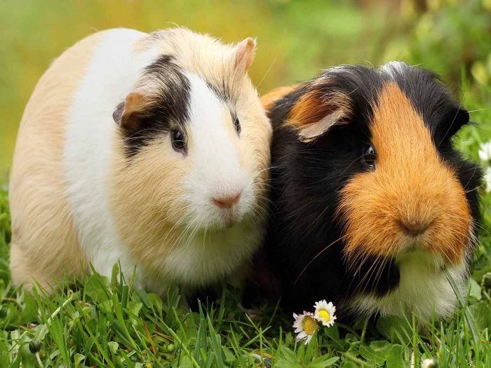 Can Guinea Pigs Eat Watermelon | Organic Facts