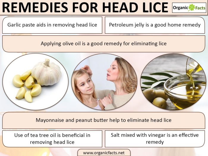7 Powerful Home Remedies For Head Lice Organic Facts
