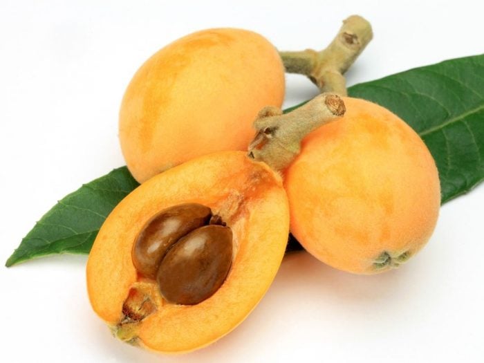 Loquat Alchetron The Free Social Encyclopedia