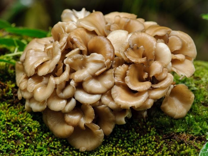 4 Proven Health Benefits of Maitake Mushrooms Organic Facts