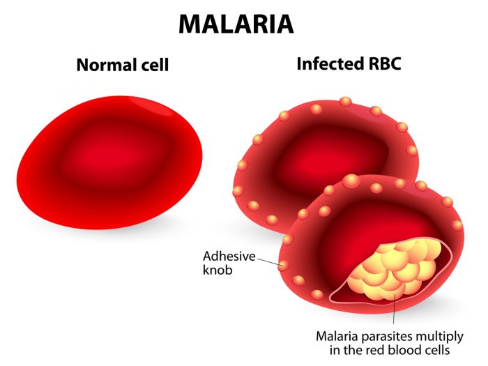 10-efficient-natural-remedies-for-malaria-organic-facts