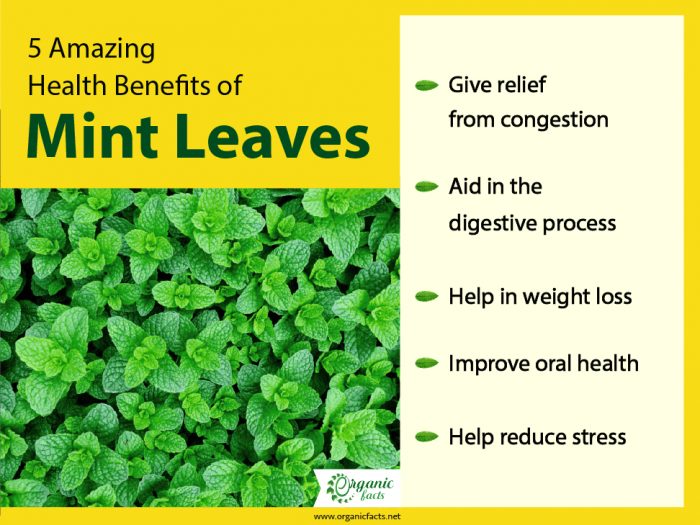 13 Impressive Benefits of Mint Leaves Organic Facts