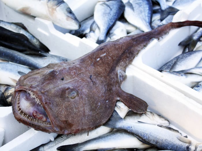 7 Incredible Health Benefits of Monkfish