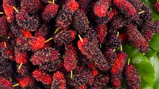 Fresh mulberries with mulberry leaves