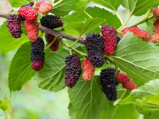 Mulberry Tree Leaf: Benefits & Uses | Organic Facts