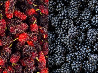 Mulberry Vs Blackberry: What's The Difference | Organic Facts