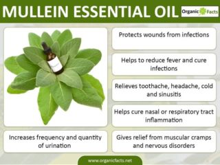 10 Amazing Benefits Of Mullein Essential Oil | Organic Facts