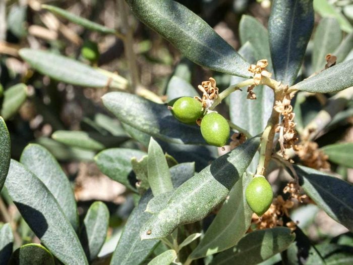 11 Amazing Olive Leaf Extract Benefits & Uses 