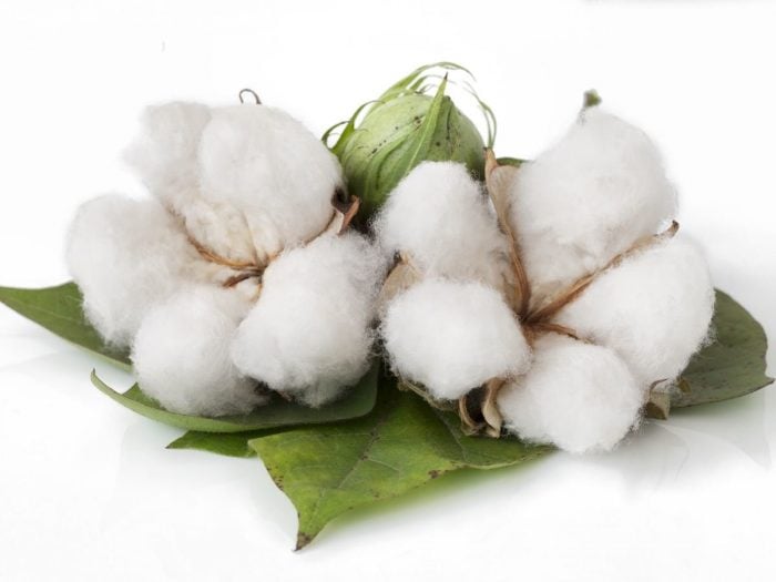 What is Organic Cotton and Is It Worth It?