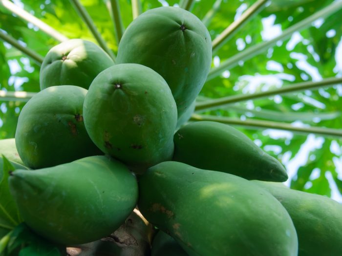 nutrition-benefits-of-green-papaya-unripe-papaya-organic-facts