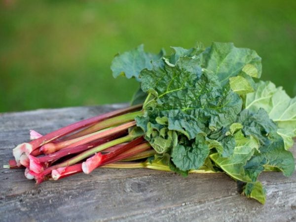 Rhubarb: Benefits, Nutrition, And Uses | Organic Facts