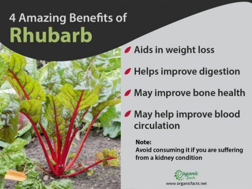 Rhubarb: Benefits, Nutrition, and Uses | Organic Facts