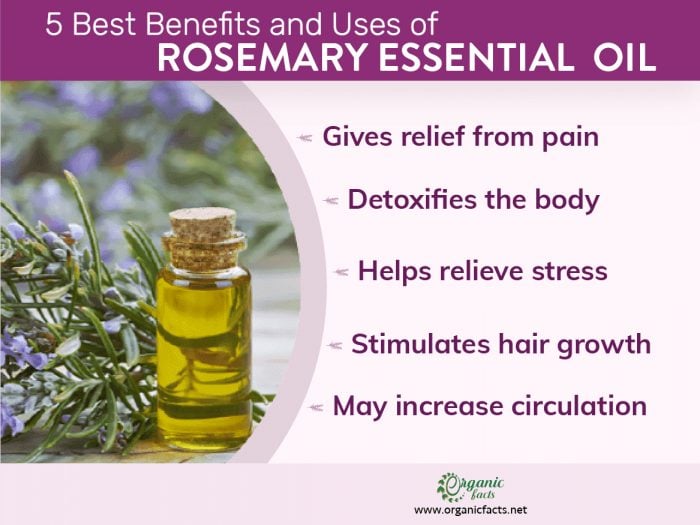 Rosemary Oil Benefits & Uses Organic Facts