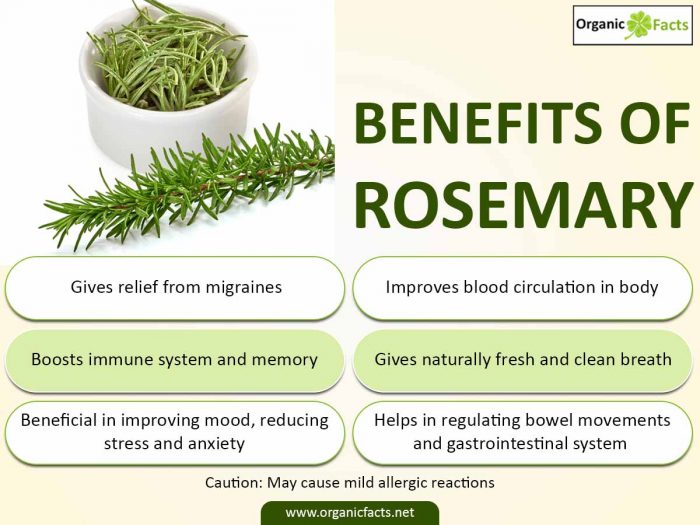 Rosemary Essential Oil Uses And Benefits How To Make Rosemary Essential Oil The Natural 7729