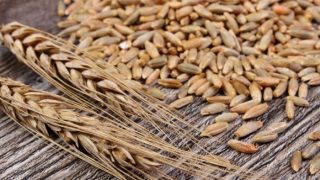 Close up of ears of rye and rye grains on a wooden table