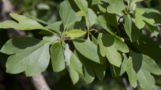 A close-up image of sassafras leaves on a tree