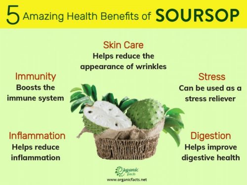 Top 8 Health Benefits Of Soursop For Wellness And Immunity 0456